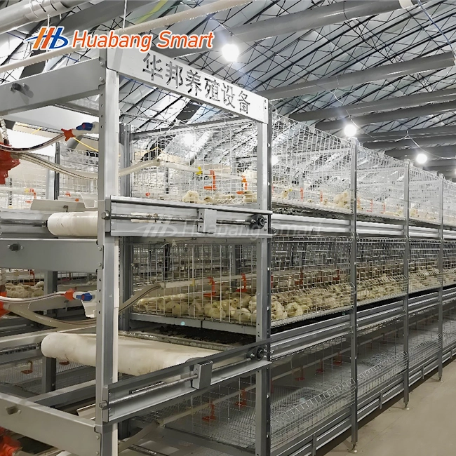 Cages For Broiler Chicken